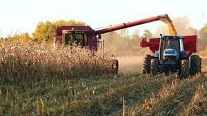 Argentina: FAO prevé una caída de 7 por ciento en la producción de maíz