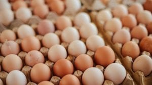 Argentina baja producción a 31 millones de huevos día