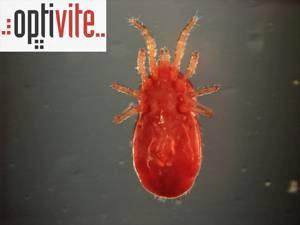 Optivite Ltd.: insecticida Red-Lite