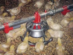 Chore-Time: Comedero Liberty para pollos de engorde - Watt Industria Avicola