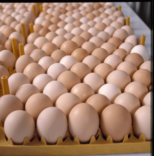 Avian Technology International huevos incubables