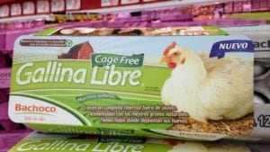 La exigencia de gallinas sin jaulas llega a Latinoamérica