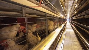 Cada vez más empresas se deciden por huevos cage-free