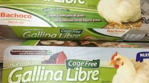 Surge primera coalición contra las jaulas de gallinas en México