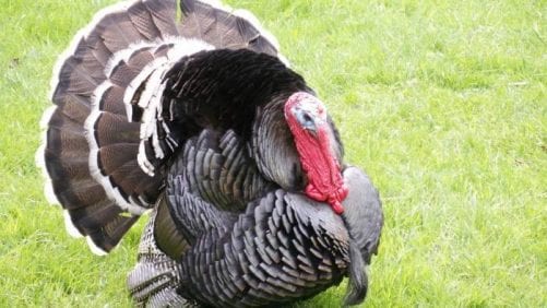 Ecuador se abastece con pavo de producción nacional