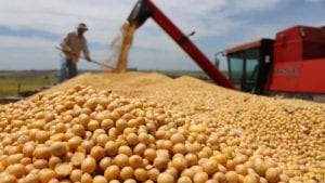 La escasez de maíz y soya en Brasil conlleva a aumento de precios