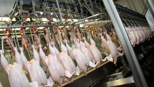 Autorizan plantas de BRF de pollo y cerdo para exportar a China