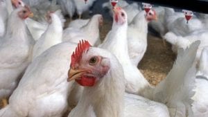 2018 será otro año de crecimiento mundial para el pollo