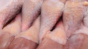 Nicaragua cerraría 2017 con 155,000 toneladas de pollo