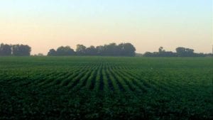 Soya brasileña abastece buena parte del negocio avícola