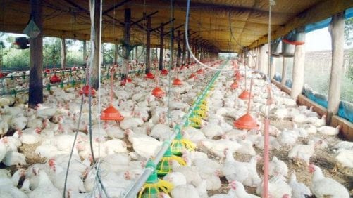 El pollo brasileño menguaría presencia en Japón y Rusia