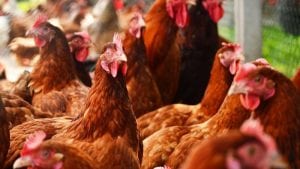 Cepa H7N9 de influenza aviar parece hacerse más fuerte