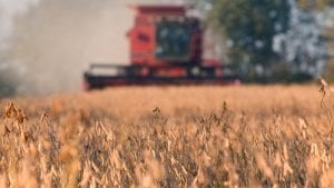 Brasil será mayor productor de soya en 2026: FAO y Ocde