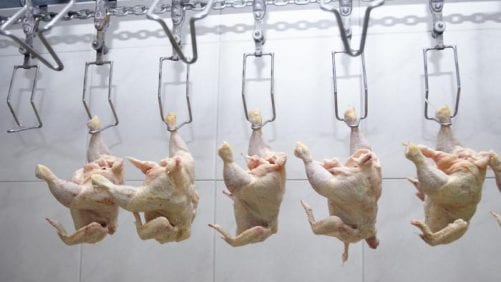 Cría de pollo en Perú crecerá 5.3 por ciento en 2017