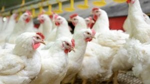 Se recupera precio del pollo en Argentina y Uruguay