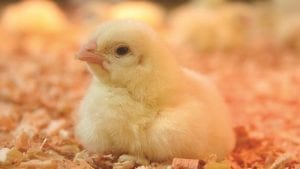 Mejorar la eficiencia alimenticia del pollo más allá de la genética