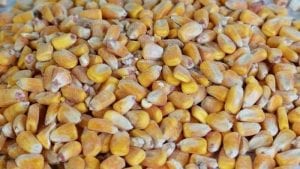 Los informes de calidad del maíz y del sorgo del USGC