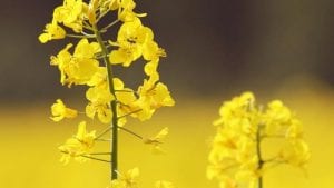 Ácido láctico y canola, claves para la salud intestinal avícola