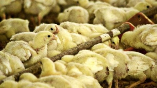 Denuncian sobreproducción de pollos en Ecuador