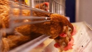 Exportadores brasileños de pollo, preocupados por TPP