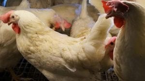 África y Rusia, nuevos destinos del pollo paraguayo