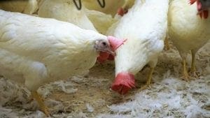 BFFC de Brasil usará sólo huevo de gallinas sin jaulas