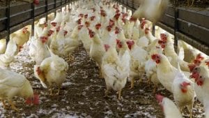 Gallinas libres y los riesgos para la sanidad aviar