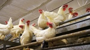 Ecoterra, premiada por sus huevos de gallinas sin jaula