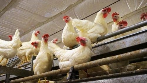 Otro grupo restaurantero mexicano pasa a huevo cage-free