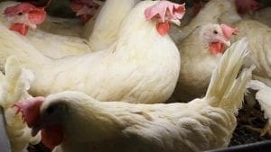 AccorHotels va también por huevo de gallinas sin jaulas