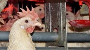 BRF eliminará el uso de huevos de gallinas en jaulas