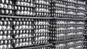 Sinceran cifras de producción de huevos en Nicaragua