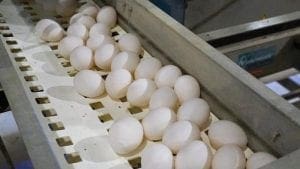 Huevos Kike procesará sus propias gallinas fin de ciclo