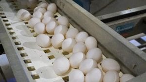 Fipronil en huevo: necesitamos policías de la inocuidad