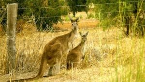 Australia quiere brincar como canguro a Latinoamérica