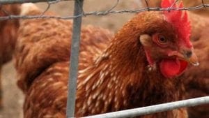 Cierran 50 granjas productoras de pollo en el norte de Argentina