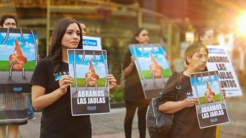 Piden gallinas libres a Walmart de México y Centroamérica