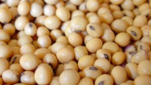 Proyectan sembrar hasta 900,000 hectáreas de soya en Bolivia