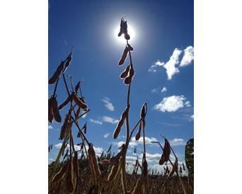 Reducción del 3 por ciento de producción de soya de Brasil