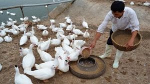 Pollo vietnamita competiría con el brasileño en Asia