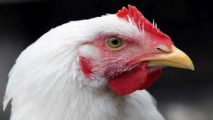 Abuso de antibióticos en pollo de engorde en Ecuador