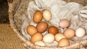 Huevos orgánicos, ¿con más de lo que deberían contener?