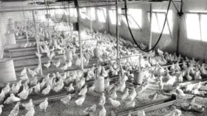 Historia de la industria del pollo de engorda en EUA