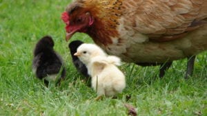 Mamá gallina podría oler también a productividad