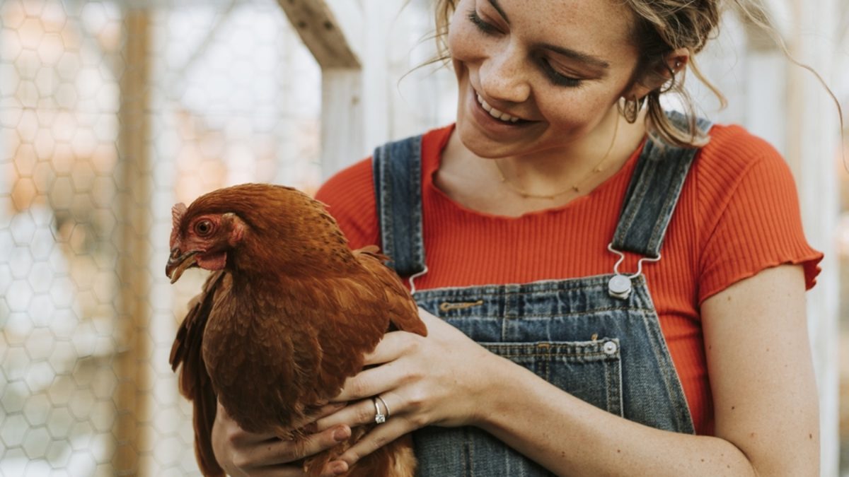 El supuesto uso de hormonas en pollo es también sexista | Industria Avícola