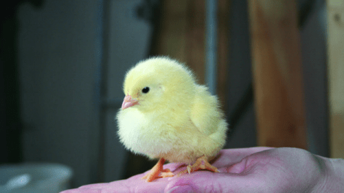 Manejo del microbioma intestinal en pollos y gallinas