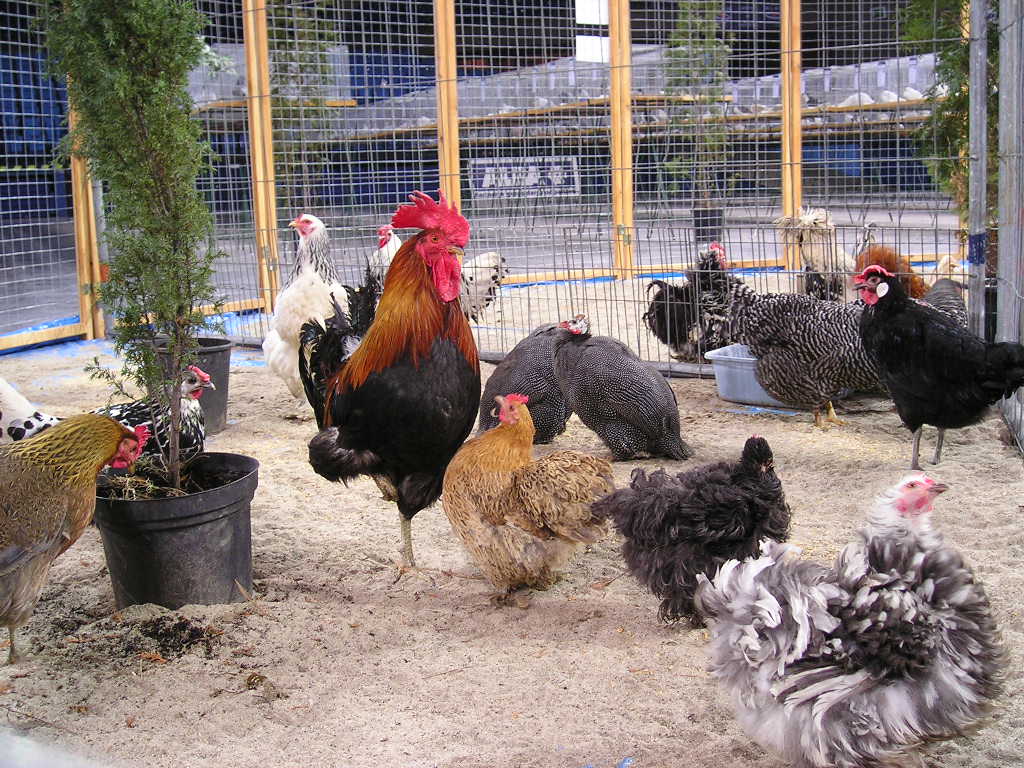 claves para manejar aves de traspatio adecuadamente Industria Avícola