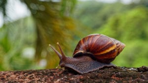 Avicultura de pastoreo, ¡ojo con el caracol africano!