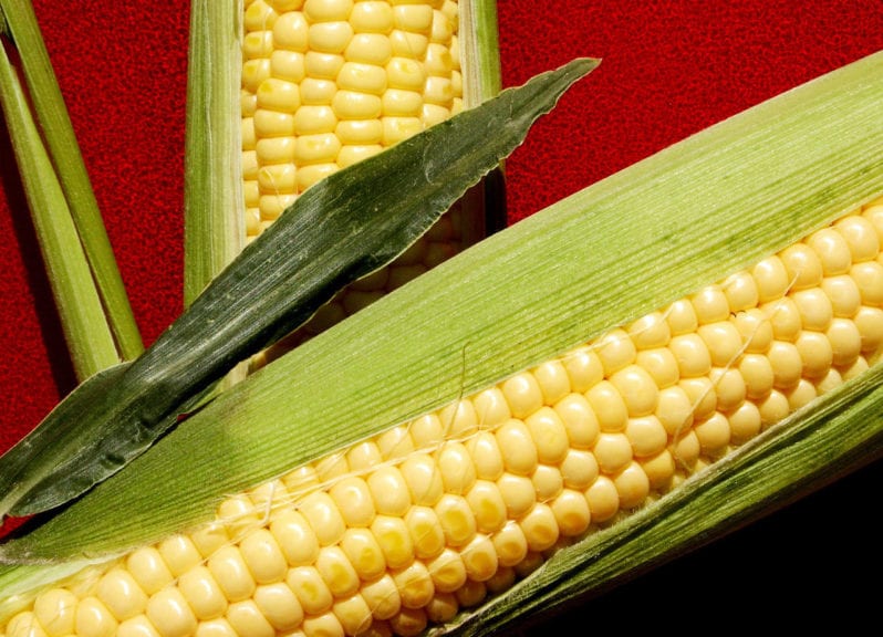 Colombia: estudian quitar aranceles al maíz y la soya | Industria Avícola